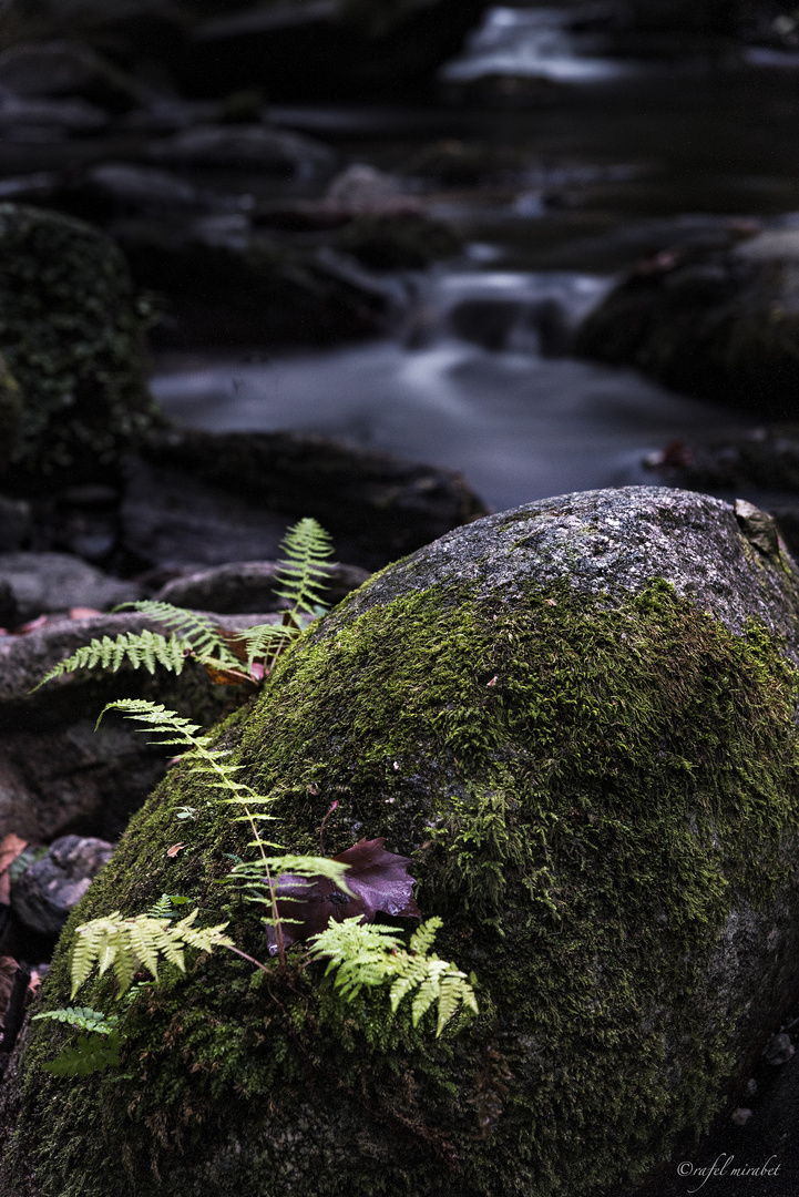 nacidos de la roca / born from the rock