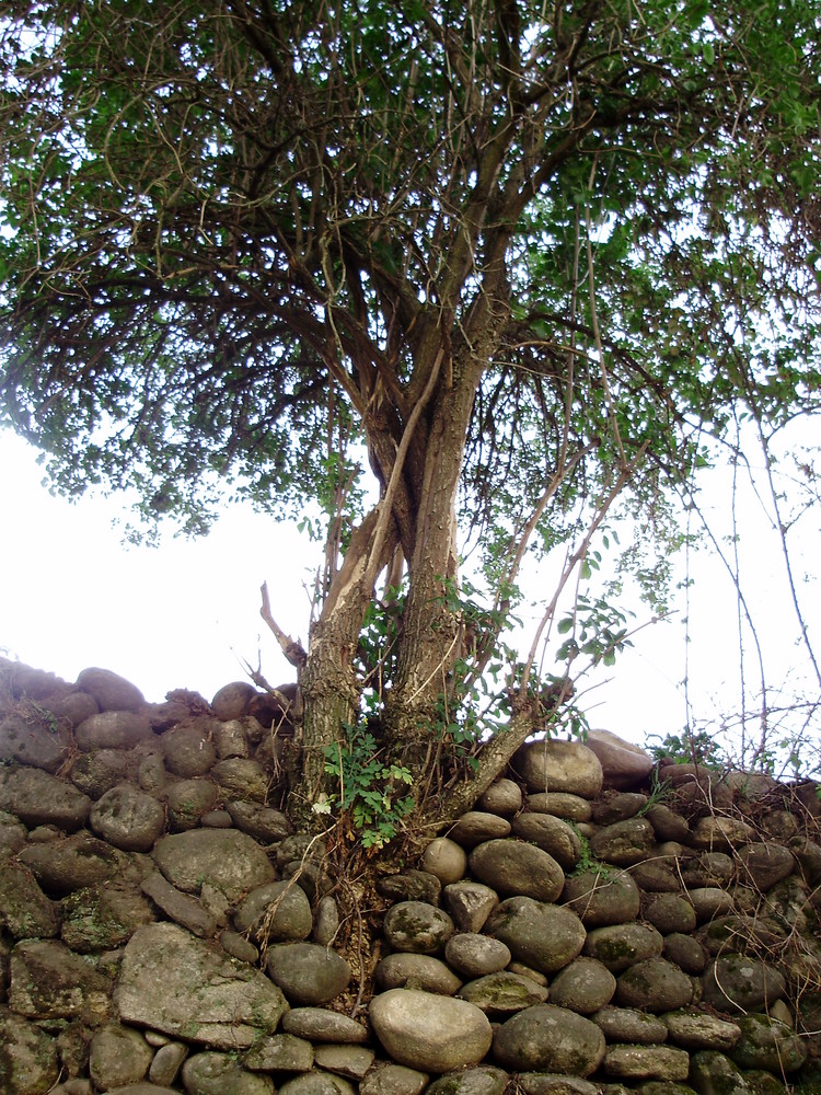 naciendo de las rocas