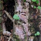 nacimiento de plantas