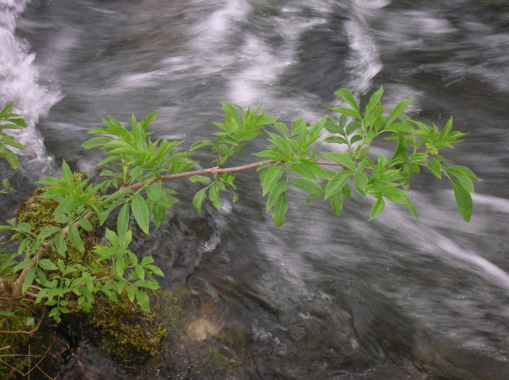 Nacimiento del rio Gandara,en el valle de Soba (Cantabria).