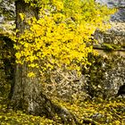 Nacimiento del río Segura. Cazorla