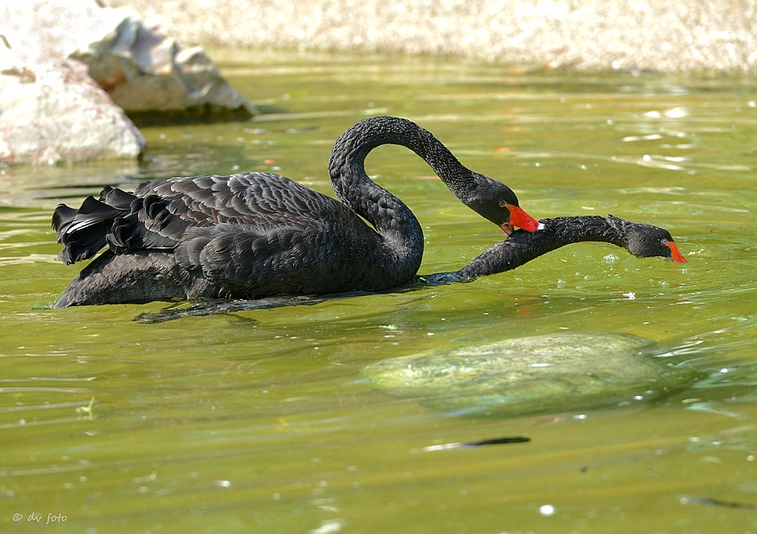 Nackenbeißer