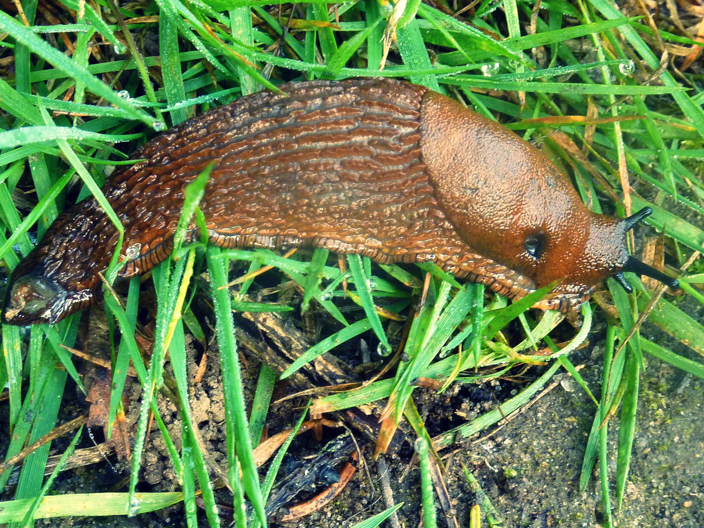 Nackschnecke am Morgen