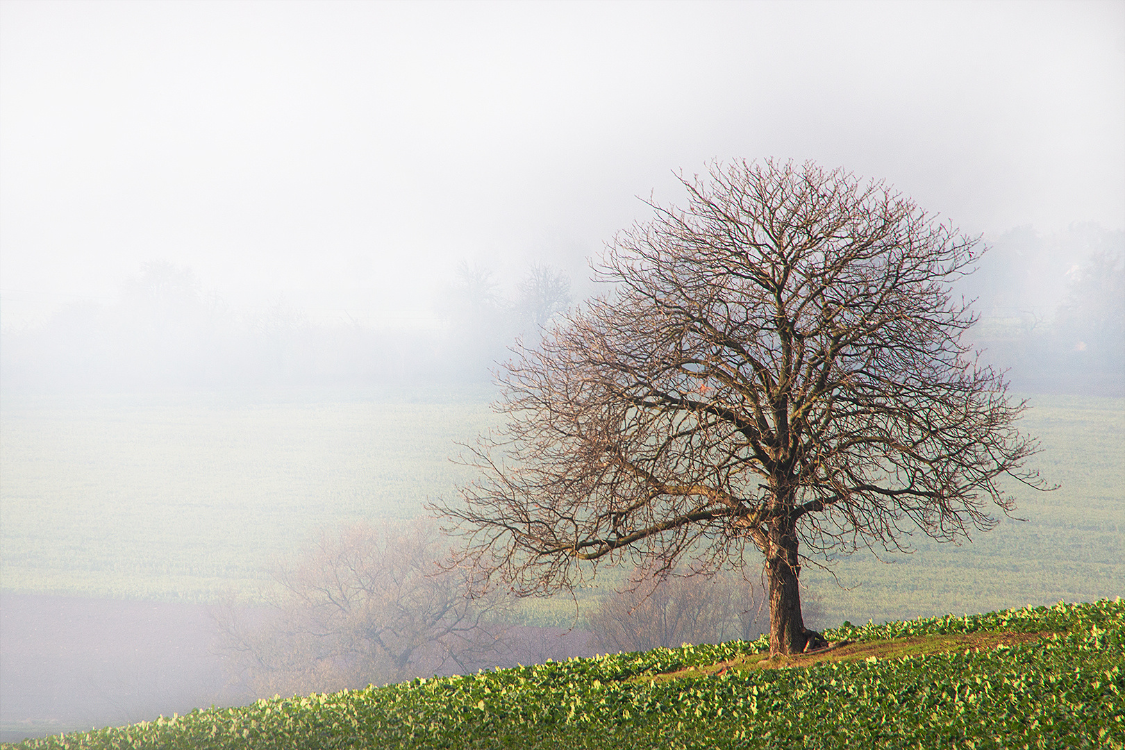 Nackt im Nebel...