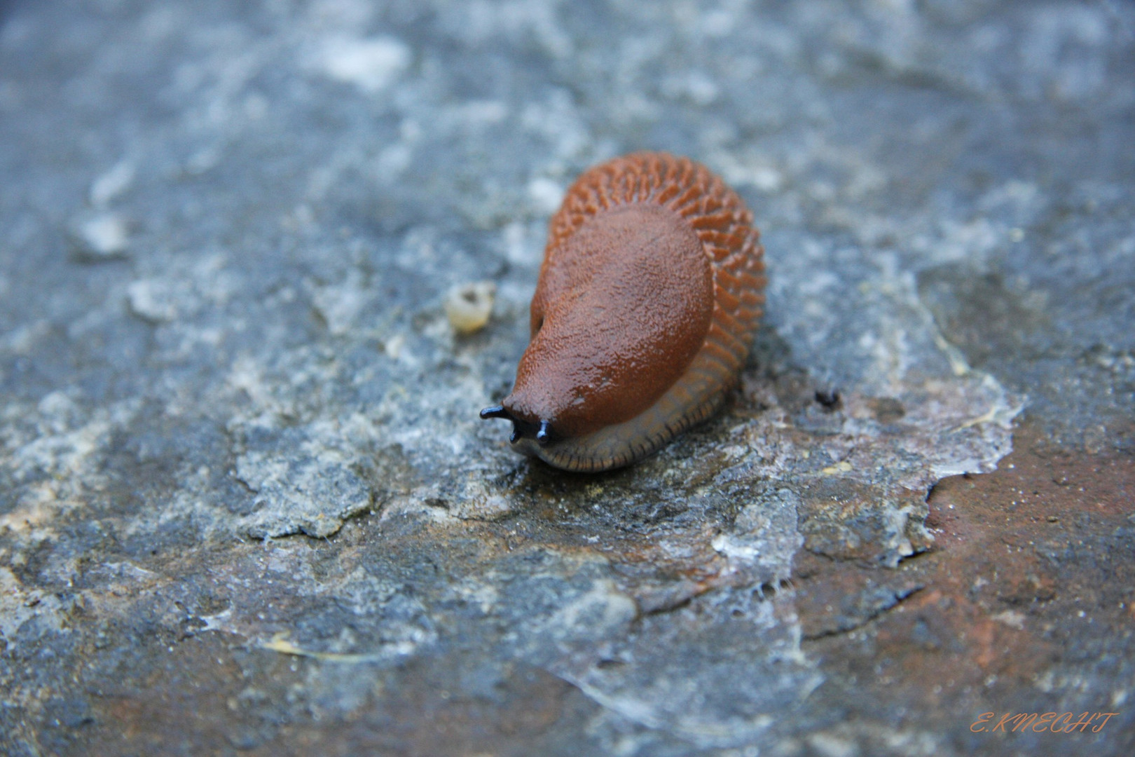 Nackt-Schnecke