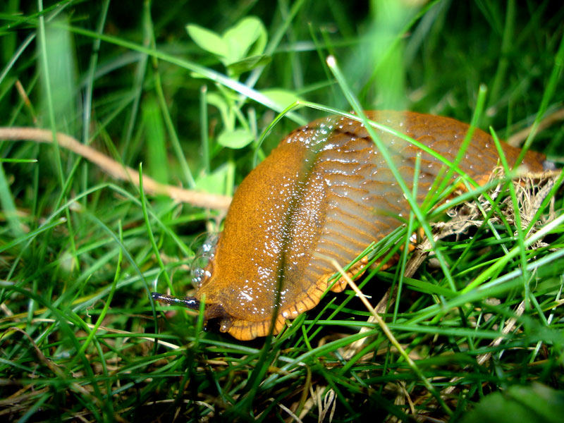 NACKT-Schnecke