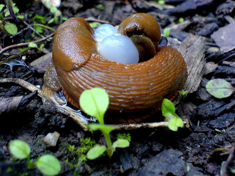 Nackt-Schnecken-Sex