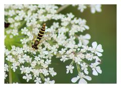 Nackt wie die Natur mich erschaffen hat