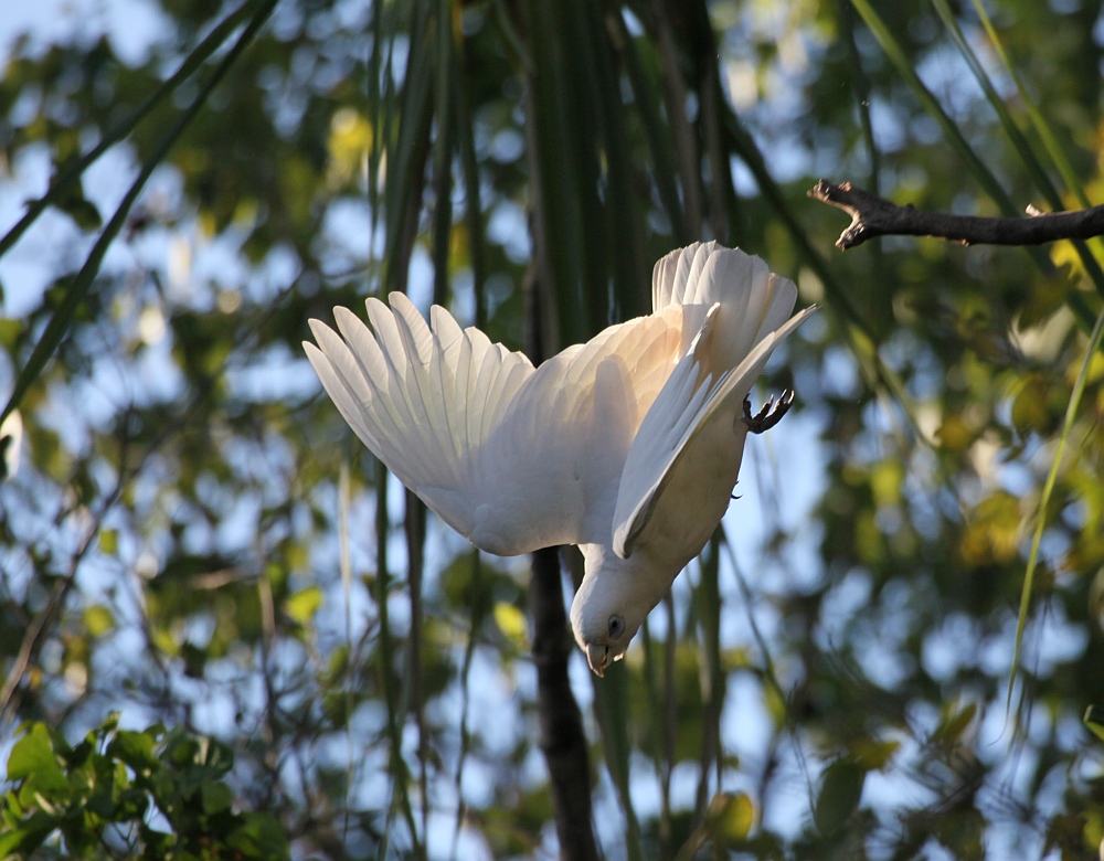 Nacktaugenkakadu