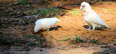 Nacktaugenkakadu / Little Corella 