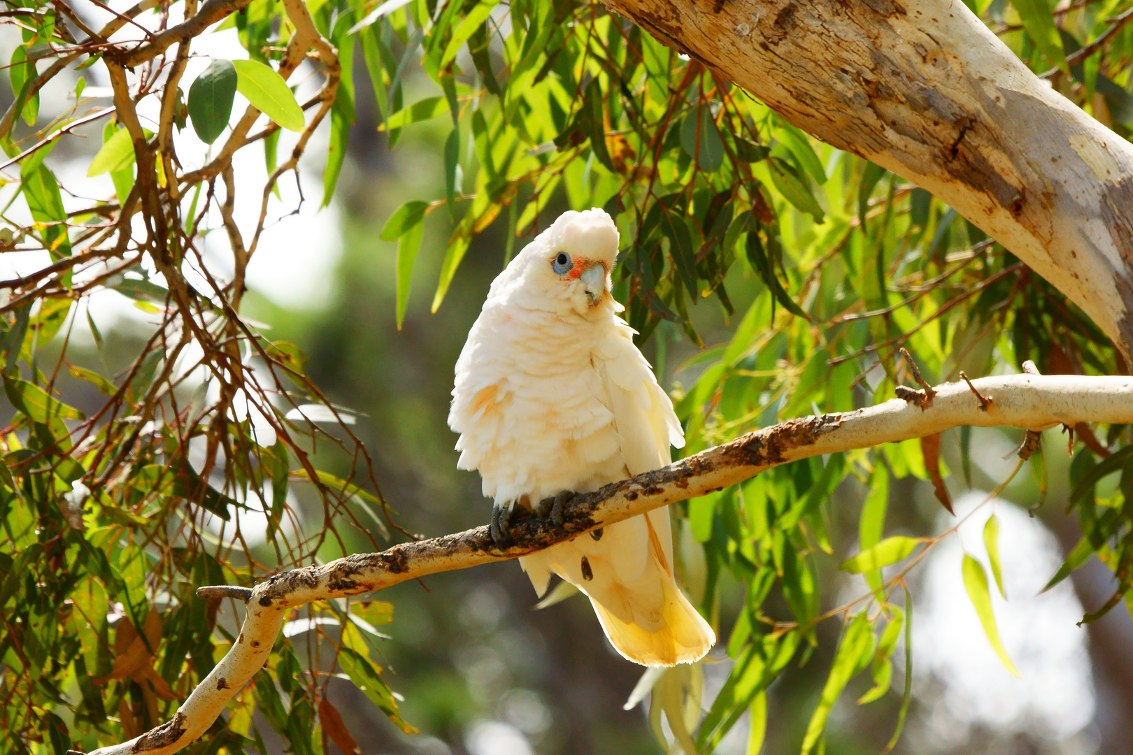 Nacktaugenkakadu - Little Corella - Cacatua sanguinea