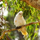 Nacktaugenkakadu - Little Corella - Cacatua sanguinea