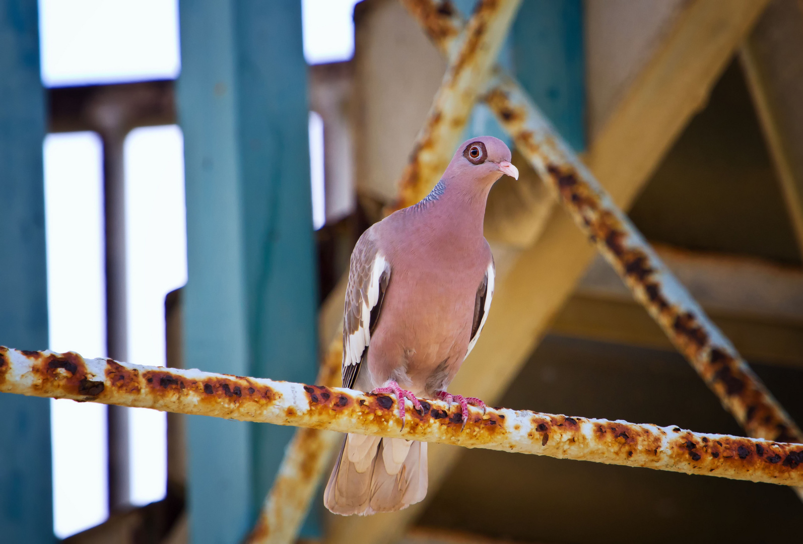 Nacktaugentaube (Bare-eyed Pigeon, Patagioenas corensis)