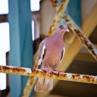 Nacktaugentaube (Bare-eyed Pigeon, Patagioenas corensis)