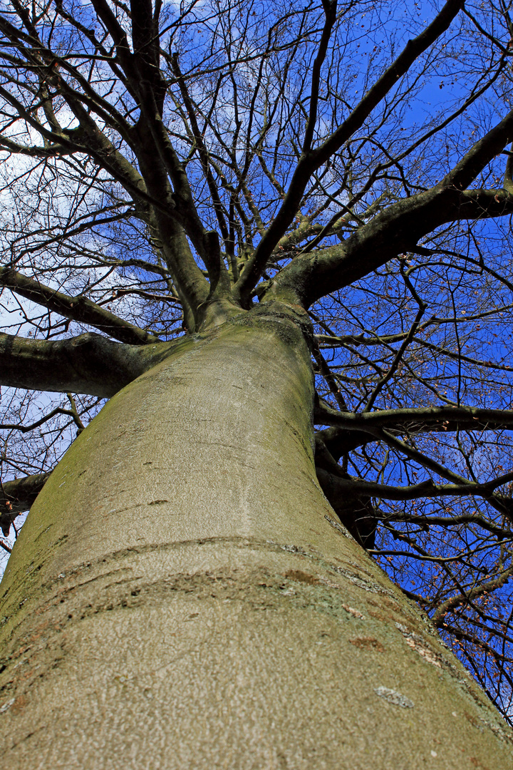 Nackte Buche im Winter 1