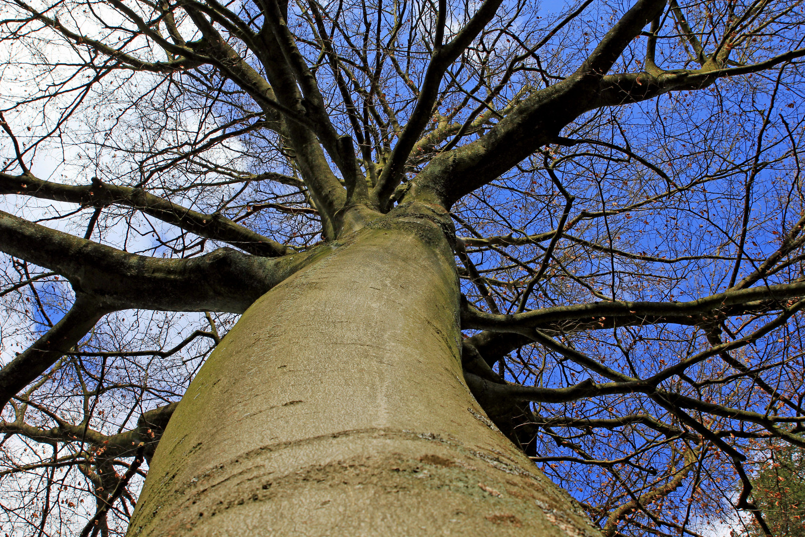 Nackte Buche im Winter 2