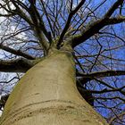 Nackte Buche im Winter 2