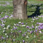 Nackte Jungfern im Garten eines sächsischen Pfarrhauses