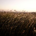 Nackte, rothaarige im Feld