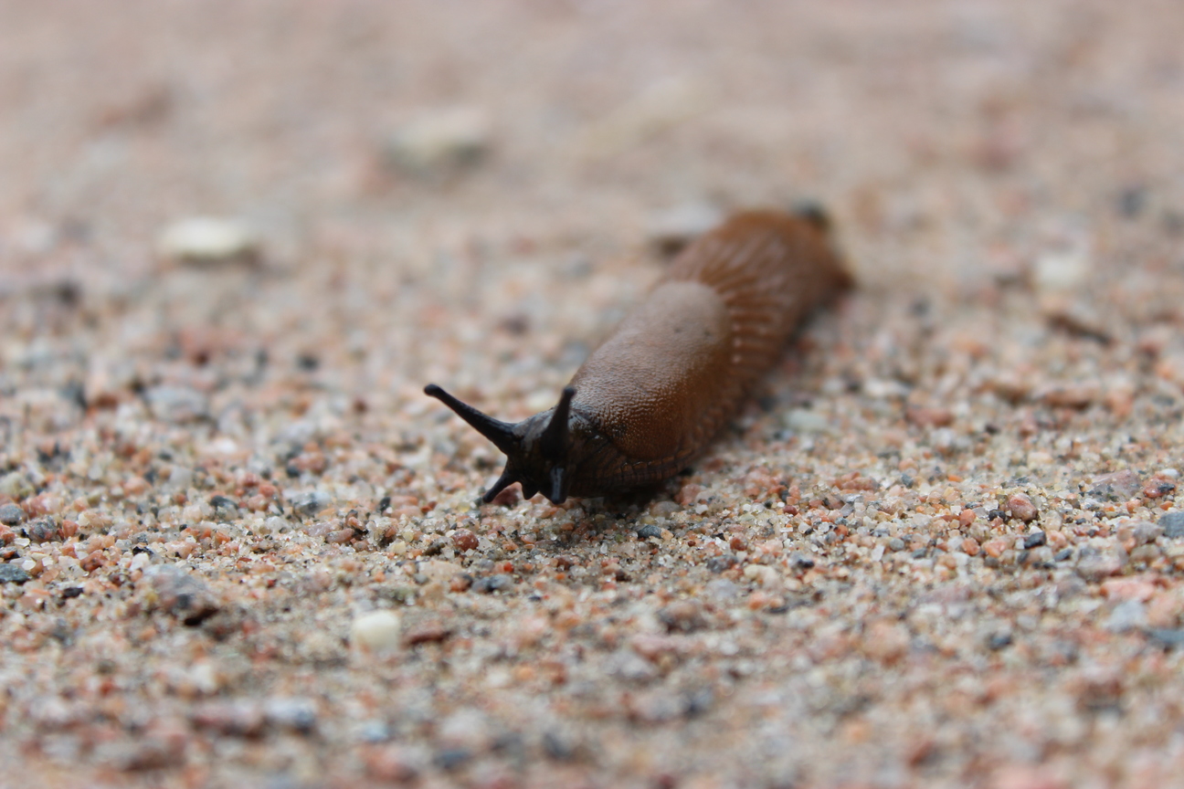 Nackte Schnecke