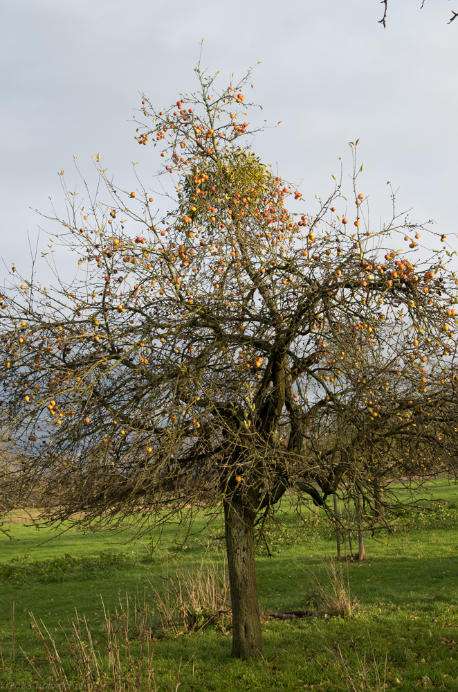 Nackter Apfelbaum 1