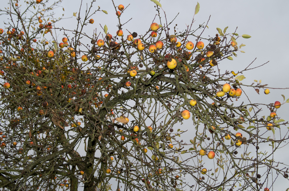 Nackter Apfelbaum 2