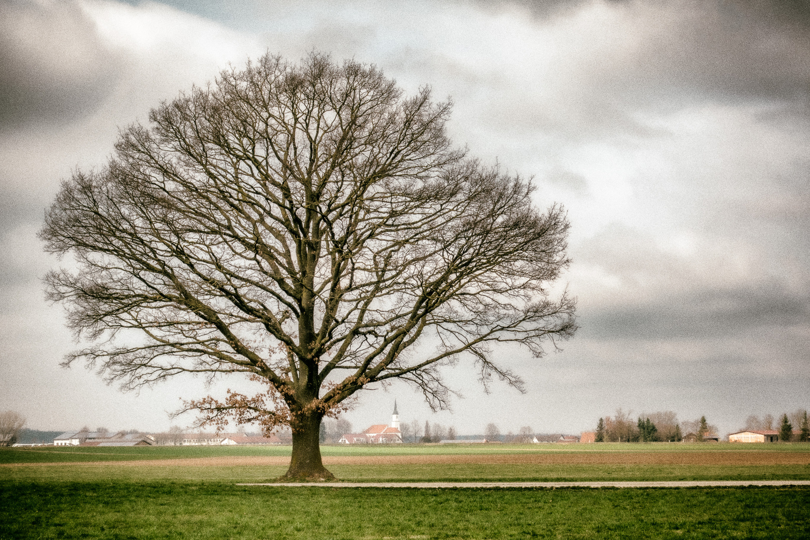 Nackter Baum