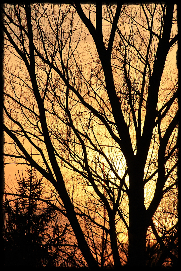 Nackter Baum im Abendlicht