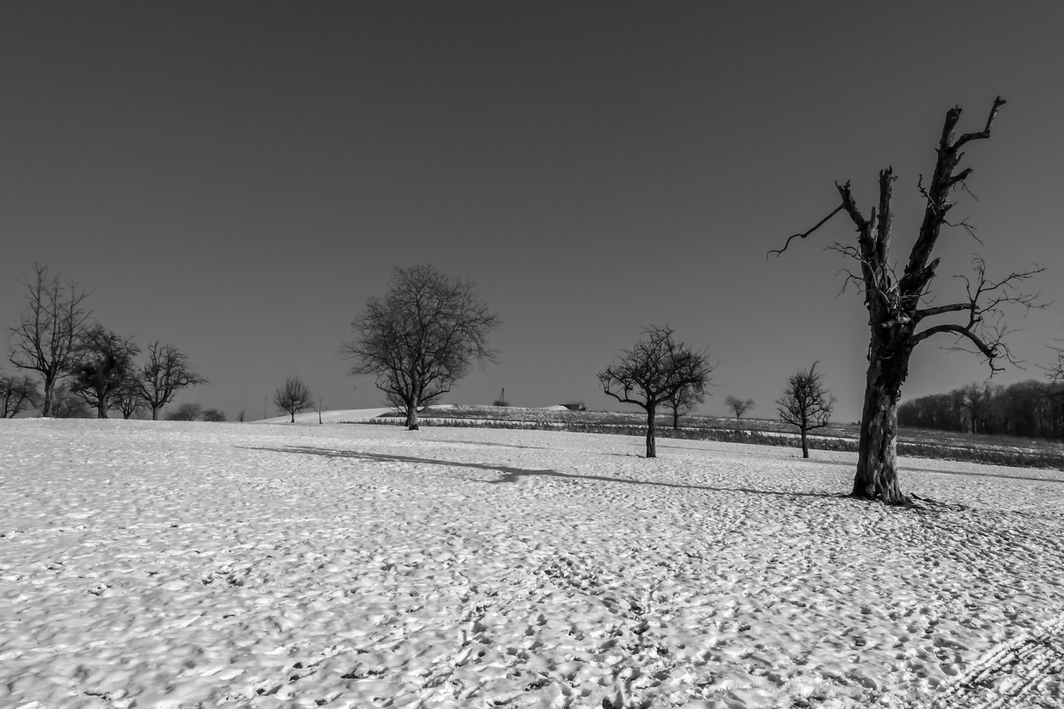 nackter Baum im Schnee