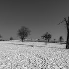 nackter Baum im Schnee