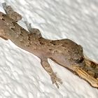 Nacktfingergecko