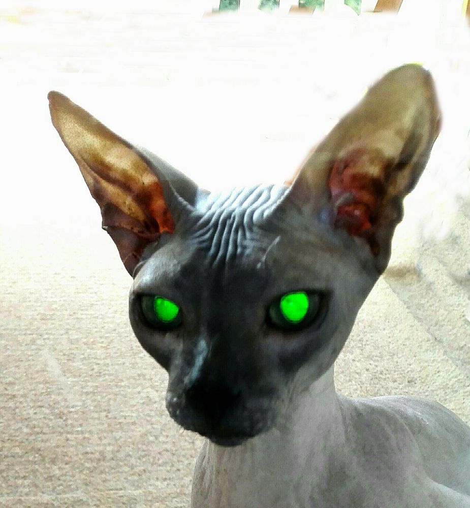 Naktkatze Naktkatze