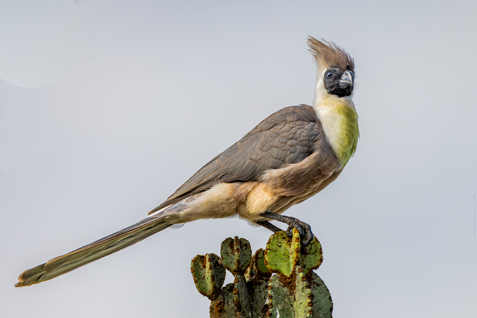 Nacktkehl-Lärmvogel (Bare-faced go-away-bird)