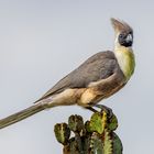 Nacktkehl-Lärmvogel (Bare-faced go-away-bird)