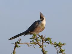 Nacktkehl-Lärmvogel in der Masai Mara