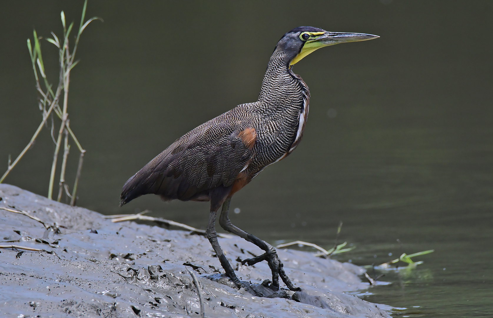 Nacktkehlreiher