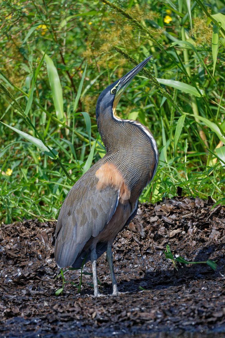 Nacktkehlreiher