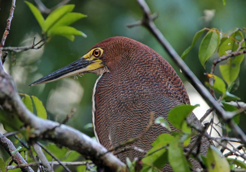 Nacktkehlreiher (Tigerreiher)