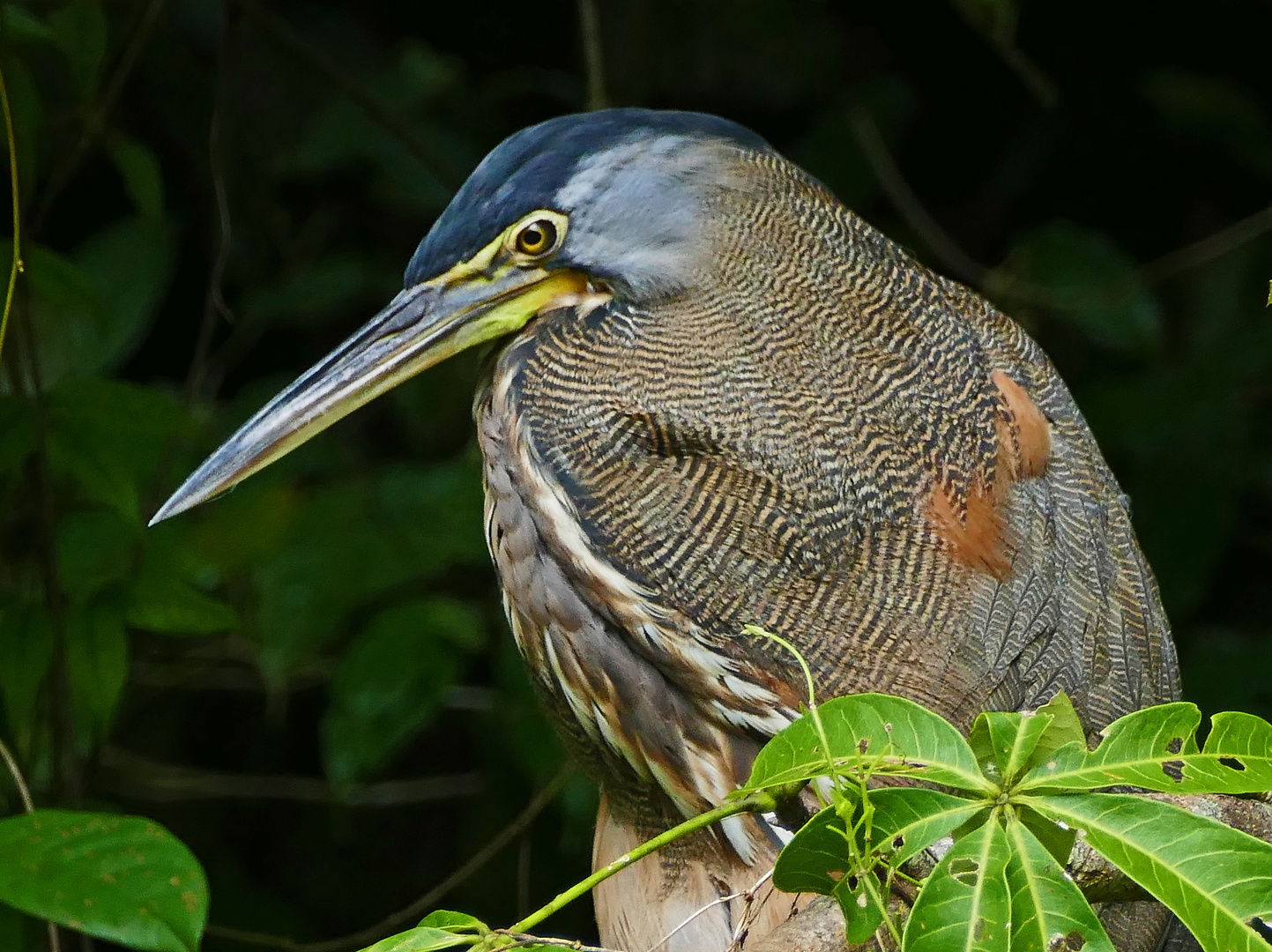  Nacktkehlreiher (Tigerreiher) 