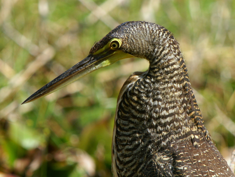 Nacktkehlreiher (Tigrisoma mexicanum), Guatemala,Tikal 2008