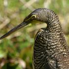 Nacktkehlreiher (Tigrisoma mexicanum), Guatemala,Tikal 2008