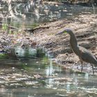 Nacktkehlreiher (Tigrisoma mexicanum), in der Nähe von La Cruz, Costa Rica