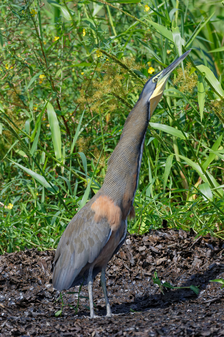 Nacktkehlreiher_1