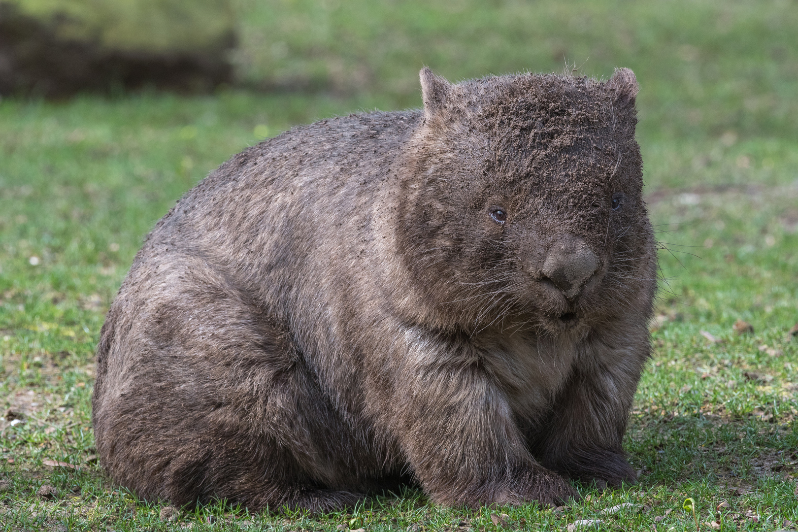 Nacktnasenwombat