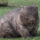 Nacktnasenwombat