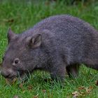 Nacktnasenwombat