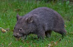Nacktnasenwombat