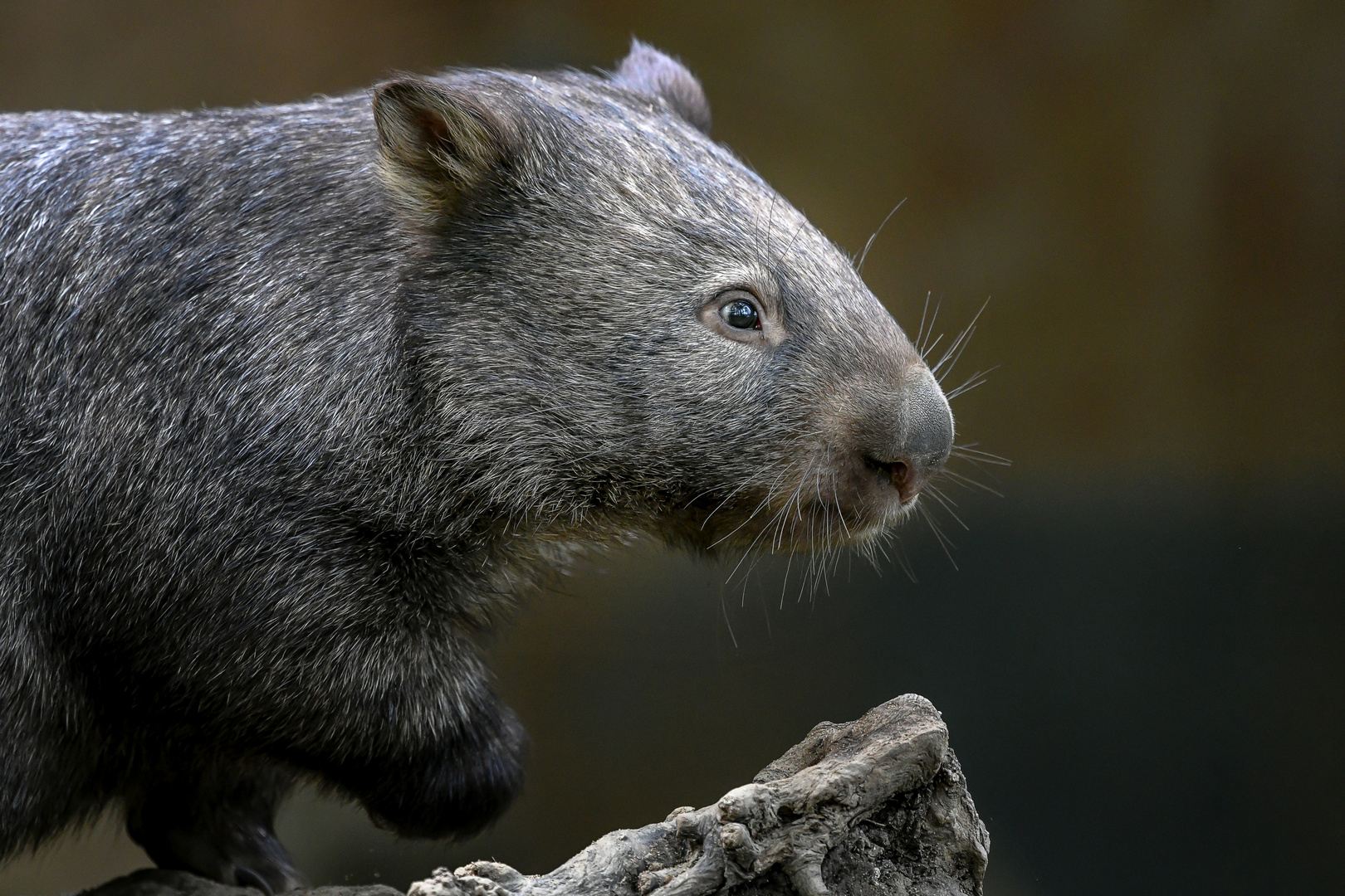 Nacktnasenwombat