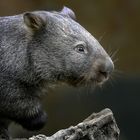 Nacktnasenwombat