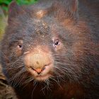 Nacktnasenwombat!